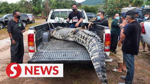 Perhilitan finally traps ‘Mamat’ the saltwater crocodile