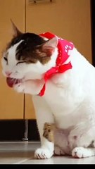 Cute Pet Cat Playing  | Funny Video | shorts videos