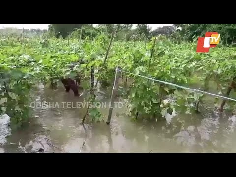 Farmers In Bhadrak Suffer Huge Loss Due To Cyclone Yaas
