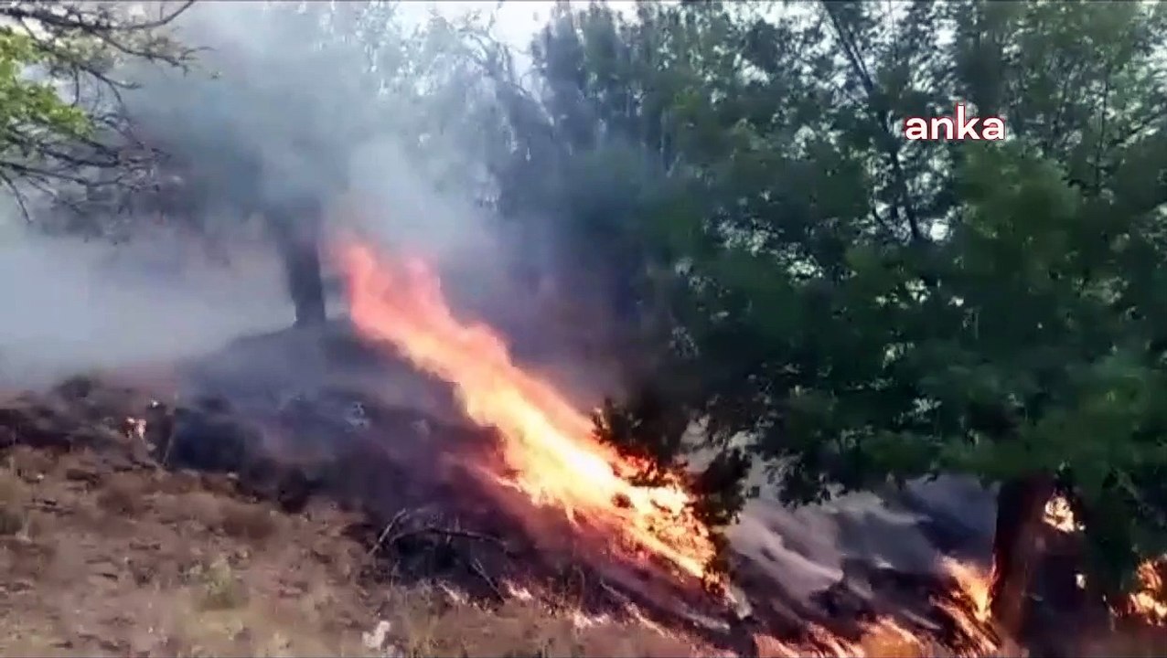 Bingöl'deki orman yangını 4 gündür söndürülemedi: "Keklik, tavşan, domuz aklınıza ne kadar hayvan geliyorsa yandı"