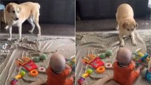 मालिक के नन्हें से बच्चे को हंसाने के लिए कुत्ते ने की सारी हदें पार, खिलखिलाकर हंसने लगा बच्चा