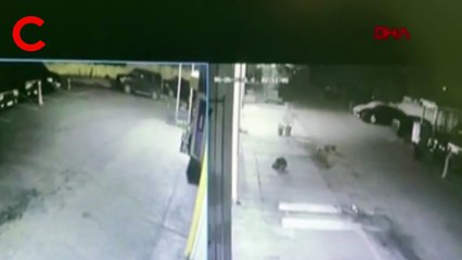 Yavru köpeği zehirli mermi ile öldürdü