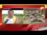Crops In Acres Of Land Damaged Due To Cyclone Yaas Triggered Rainfall In Mayurbhanj