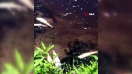 Balıkesir’de çevre katliamı sürüyor