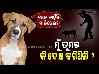 Special Story | Inhuman Act- Youth, Teenager Batter Stray Dog To Death In Delhi