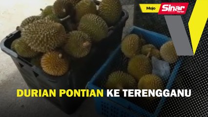 Durian Pontian ke Terengganu