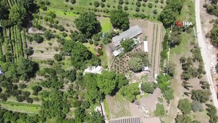 Turistler meyveleri dalından kendileri toplamak için para ödüyor