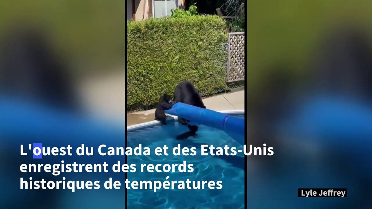 Canada: pour résister à la chaleur, des ours plongent dans une piscine
