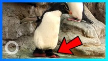 Penguin Tua Pakai Sepatu Khusus Untuk Obati Arthritisnya - TomoNews
