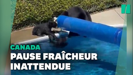 La pause fraîcheur de ces oursons montre l'ampleur de la vague de chaleur au Canada