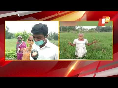 Acres Of Farming Damaged In Soro Due To Cyclone Yaas