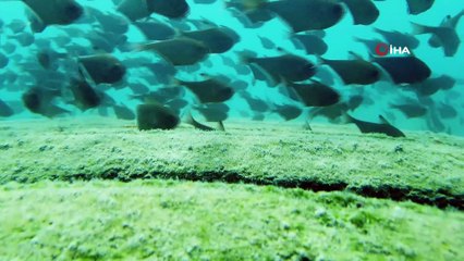 Dünyaca ünlü sahilde Kızıldeniz'den gelen üçgen balıklarının görsel şöleni