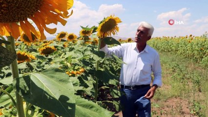 Ayçiçeği tarlaları Malatya'da sarı ve yeşili bir araya getirdi