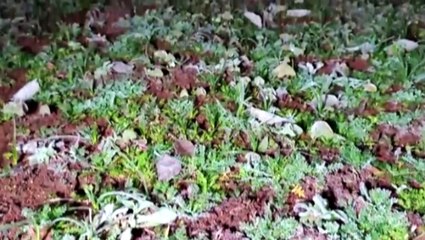 Previsão do Tempo: geada, carros congelados e friozão de lascar; termômetros registraram -4°C em Cascavel