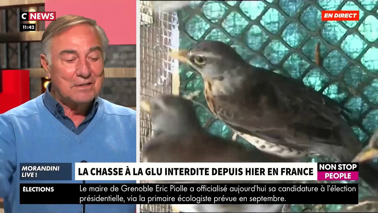 La chasse à la glu déclarée illégale par le Conseil d’Etat - Allain Bougrain-Dubourg, emblématique président de la Ligue de protection des oiseaux, invité de "Morandini Live" sur CNews