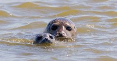 Baie de Somme : il est désormais interdit de déranger les phoques, sous peine de recevoir une amende de 750€