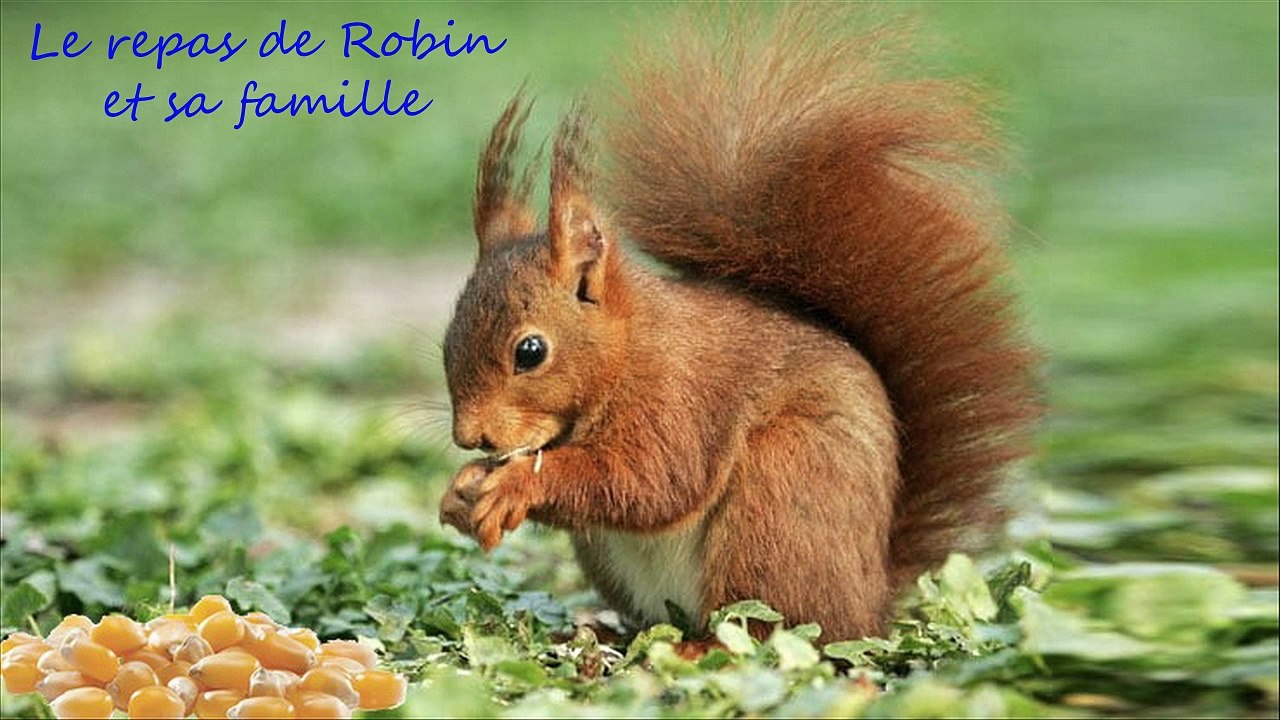 Robin mon écureuil du jardin en  juin 2021