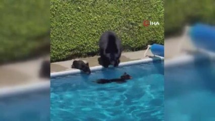 Kanada'da rekor sıcaklıklardan bunalan ayılar çareyi havuzda buldu