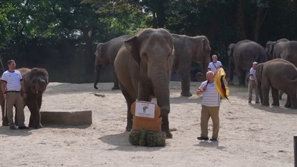 Seekor Gajar Ramal Jerman Menang