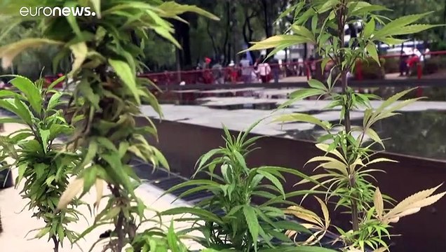 المحكمة العليا المكسيكية تلغي تجريم تناول الماريجوانا