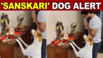 Randeep Hooda shares a glimpse of his 'sanskari' pet dog