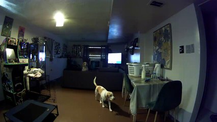 Cheeky Dog Appears to Plan Trick on Human