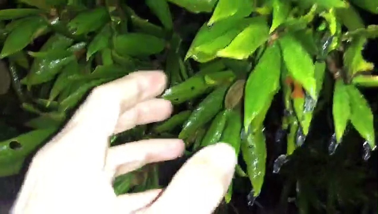 Chuva congelada em Joinville