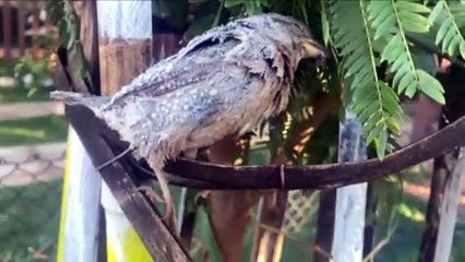 Temperaturas negativas congelaram até pássaro em Cascavel