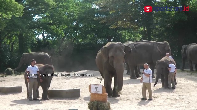 Aksi Yashoda Si Gajah Meramal Pertandingan Inggris lawan Jerman di Babak 16 Piala Eropa