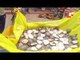 Around 150 Turtles Rescued From Smugglers In Malkangiri Village