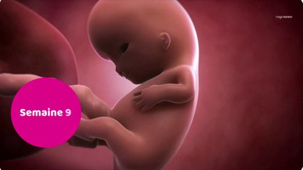 Vidéo de développement du fœtus : le 3ème mois de grossesse