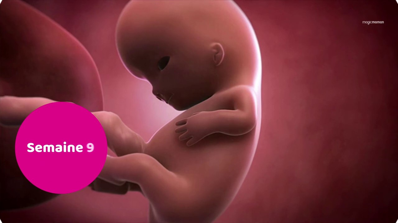 Vidéo de développement du fœtus : le 3ème mois...