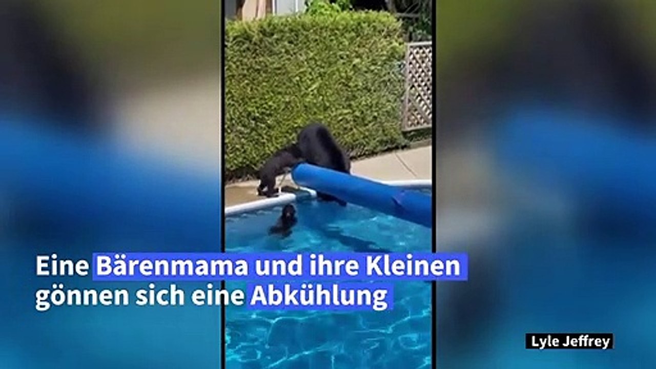 Kanadische Bärenfamilie sucht Abkühlung in Pool