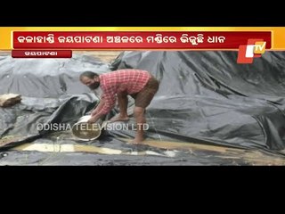Quintals Of Paddy Damaged In Pre-Monsoon Rain In Kalahandi Mandi