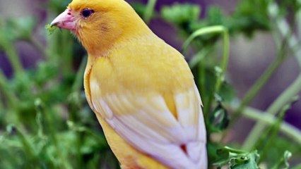 canary singing canary training song 1