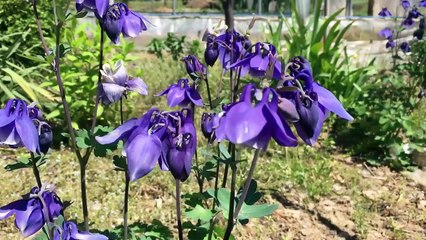 How To Grow Strawberries From Seed