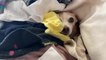 Dog Adorably Peeks Through Hiding Spot in Pile of Clothes