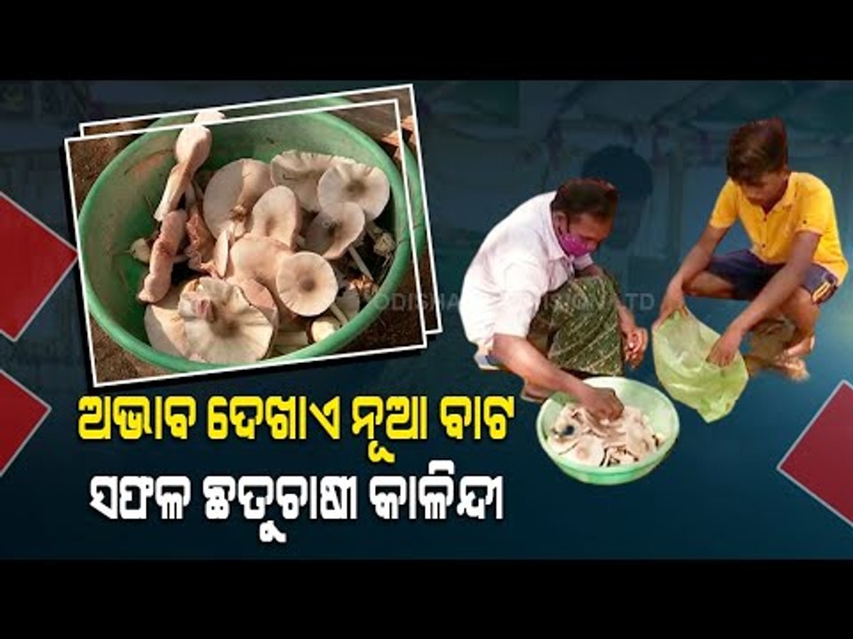 Special Story | Insurance Agent Turns Successful Mushroom Farmer In Bolangir
