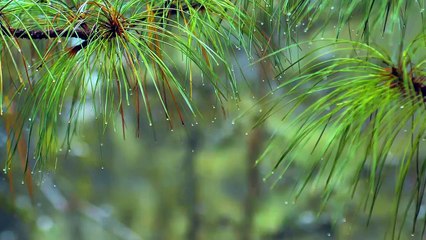 Relaxing sound of rain and wind in forest, meditation