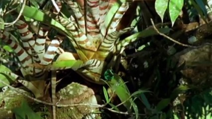 Drinking monkeys  bathing birds  Wild South America