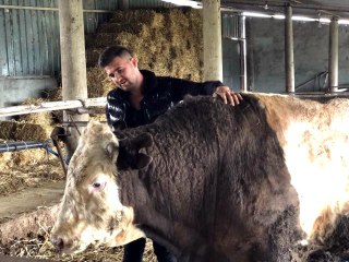 Korkudan ahırdan dışarı çıkaramıyorlar! 1 ton 300 kiloluk dev kurbanlık alıcısını bekliyor