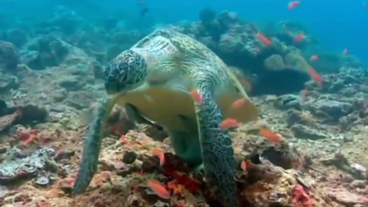 Turtle spa  Turtles Guide to the Pacific