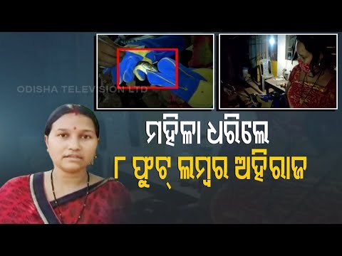 Odisha Woman Catches 8 Foot Long Cobra With Bare Hands