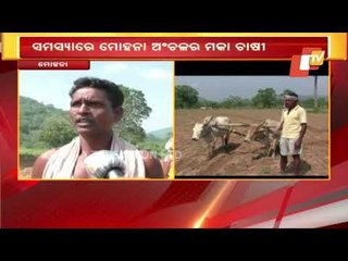 Corn Farmers Facing Shortage Of Seeds & Fertilisers In Odisha's Gajapati