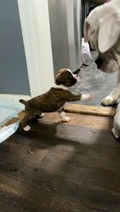 Doggie Dad Plays With His Puppies