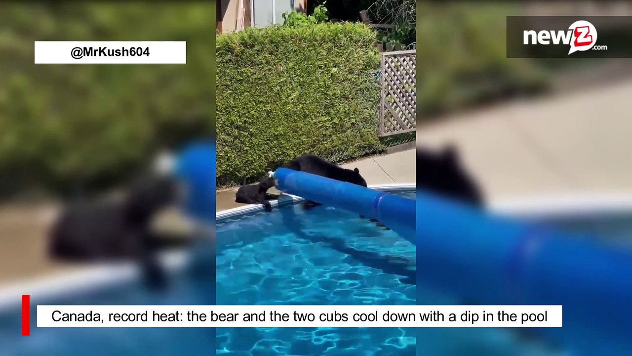 Canada, record heat: the bear and the two cubs cool down with a dip in the pool