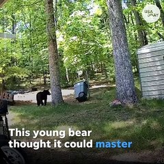 Bear tries to break into bear-proof trash can