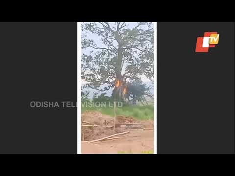 150-Year-Old Tree Catches Fire After Lightning Strike In Banki (Cuttack)