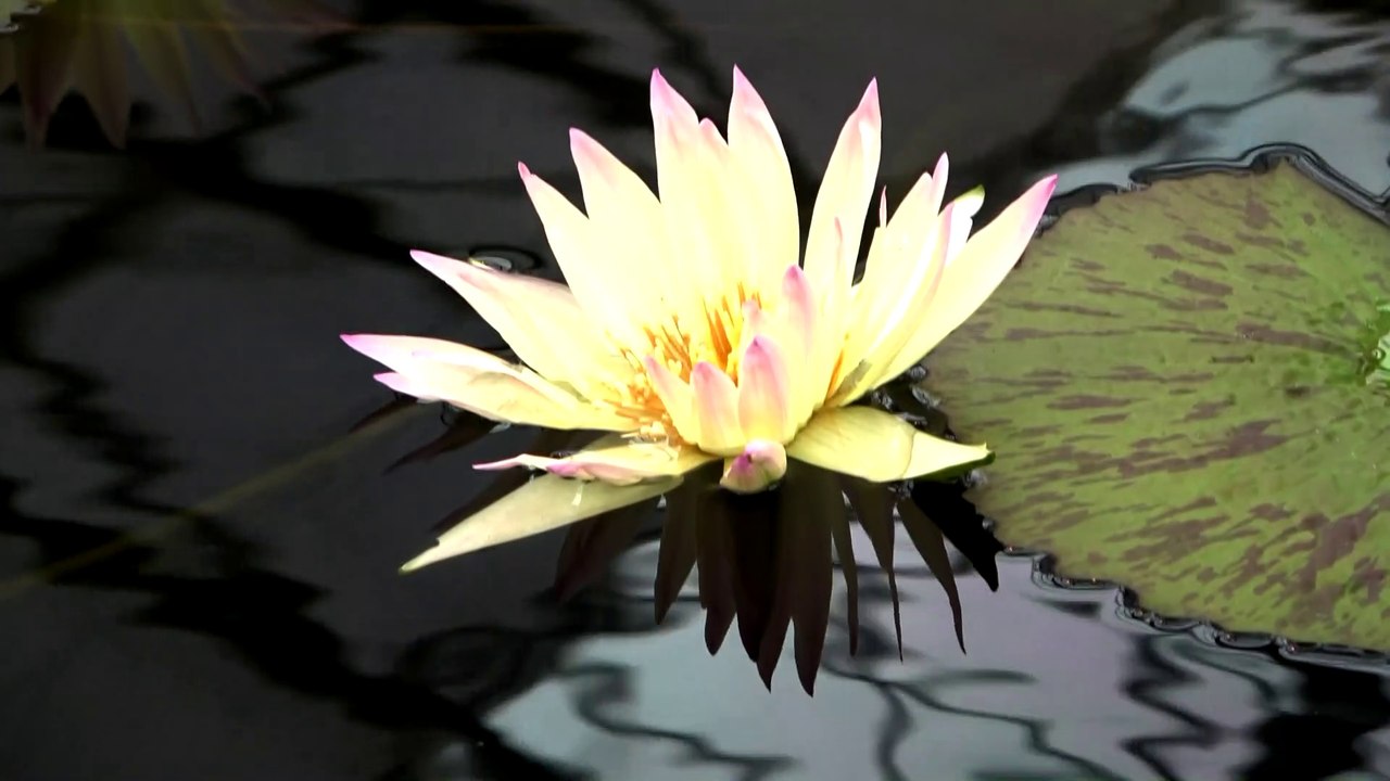 fleur de lotus