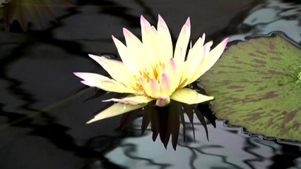 fleur de lotus